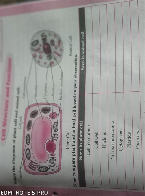 Now compare plant and animal cell based on your observation. Seen in ...