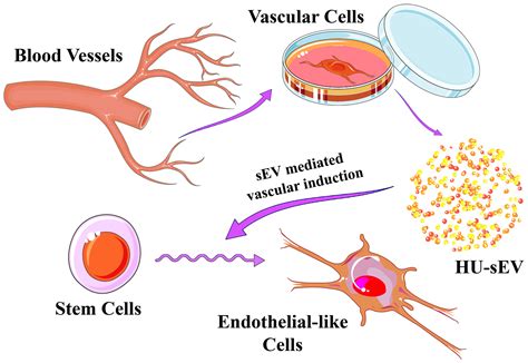 FEBS Open Bio: Vol 14, No 5