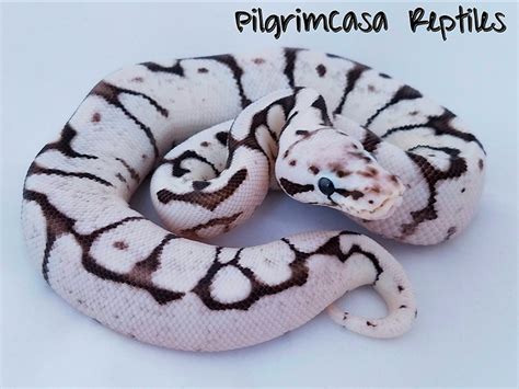 Image result for Axanthic Spider Ball Python