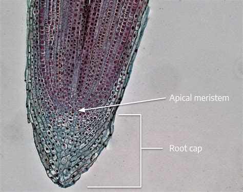 7.1: Meristem Morphology - Biology LibreTexts