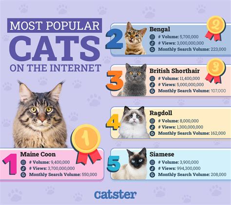 The Top 30 Most Popular Cats on the Internet in 2025 - Catster