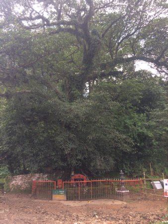 Chain Tree of Karinthandan (Vythiri) - What to Know Before You Go (with ...