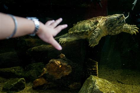 Snapping Turtle Attack 的图像结果