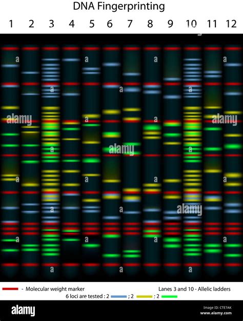 DNA fingerprinting example gel Stock Photo - Alamy