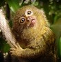 Image result for Baby Pygmy Marmoset Virus