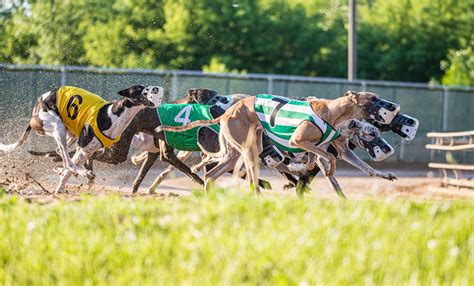 Greyhound Racing - Racing at Mardi Gras Casino & Resort
