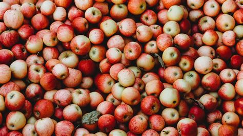 Download wallpaper 1366x768 apples, fruit, garden, harvest tablet ...