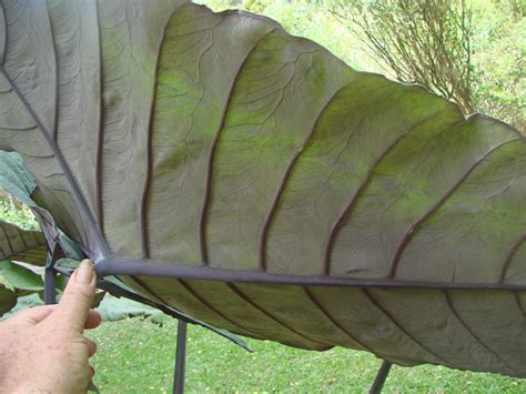 Polynesian Produce Stand : ~Black Malanga~ Xanthosoma violaceum Blue 'Ape Edible Taro Ornamental ...
