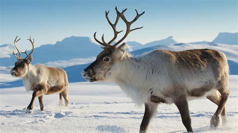 Caribou In The Arctic Tundra