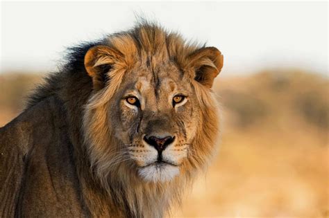 Image result for Lion Algorithm