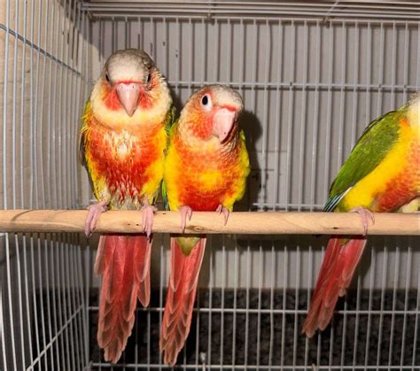 High Red Pineapple Green Cheek Conures