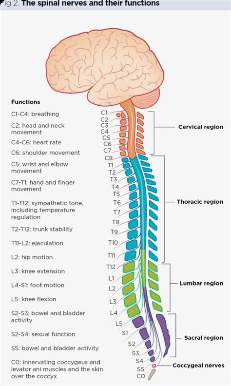 Spinal nerves – Artofit