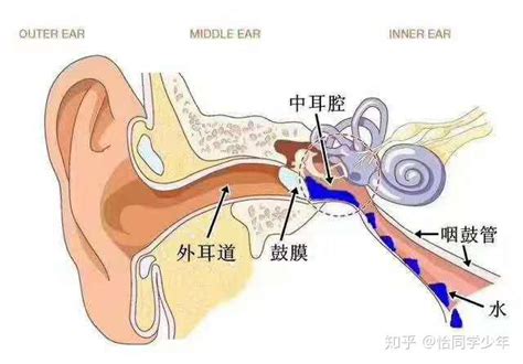 我们的耳朵是怎么来的？这里有一部极简耳朵演化史 - 知乎