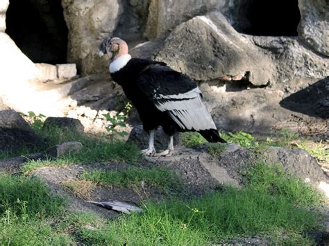 Andean condor size - lvhac