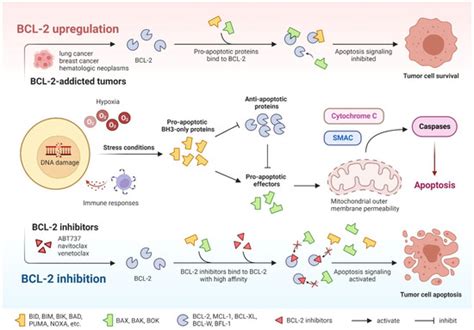 Current Advances and Future Strategies for BCL-2 Inhibitors: Potent ...