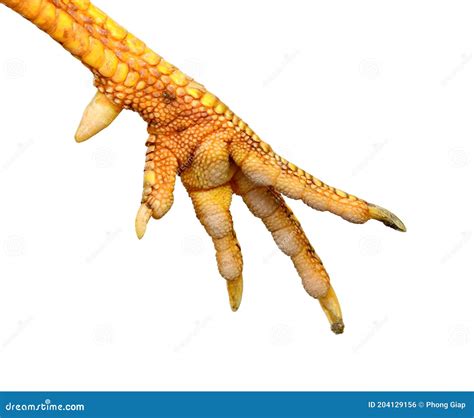 Feet of a chicken. stock photo. Image of scratching - 204129156