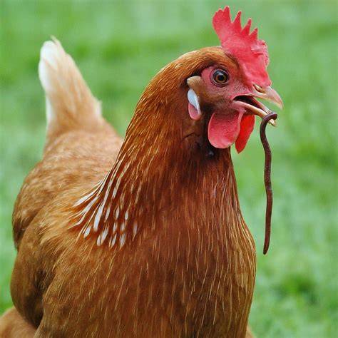 Do Chickens Eat Worms? What to Know Before Feeding Worms to Chickens ...
