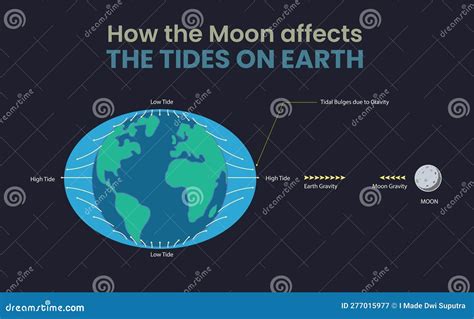 How Does The Moon Affect The Tides at Wanda Devine blog