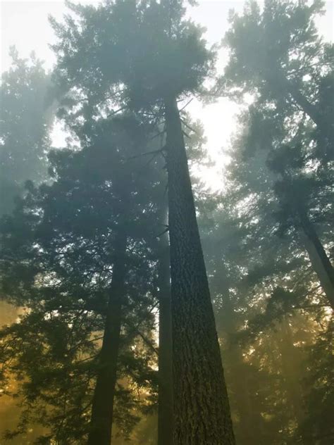 10 trees from across the world that are bigger than we can imagine ...