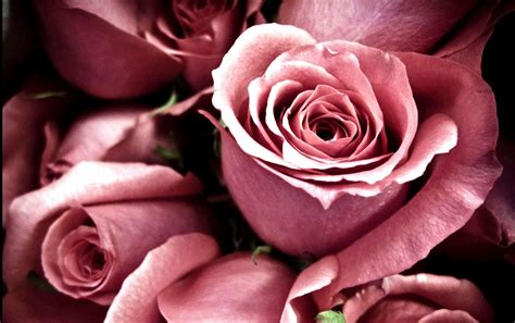 Download Delicate Blush Pink Rose Wallpaper | Wallpapers.com