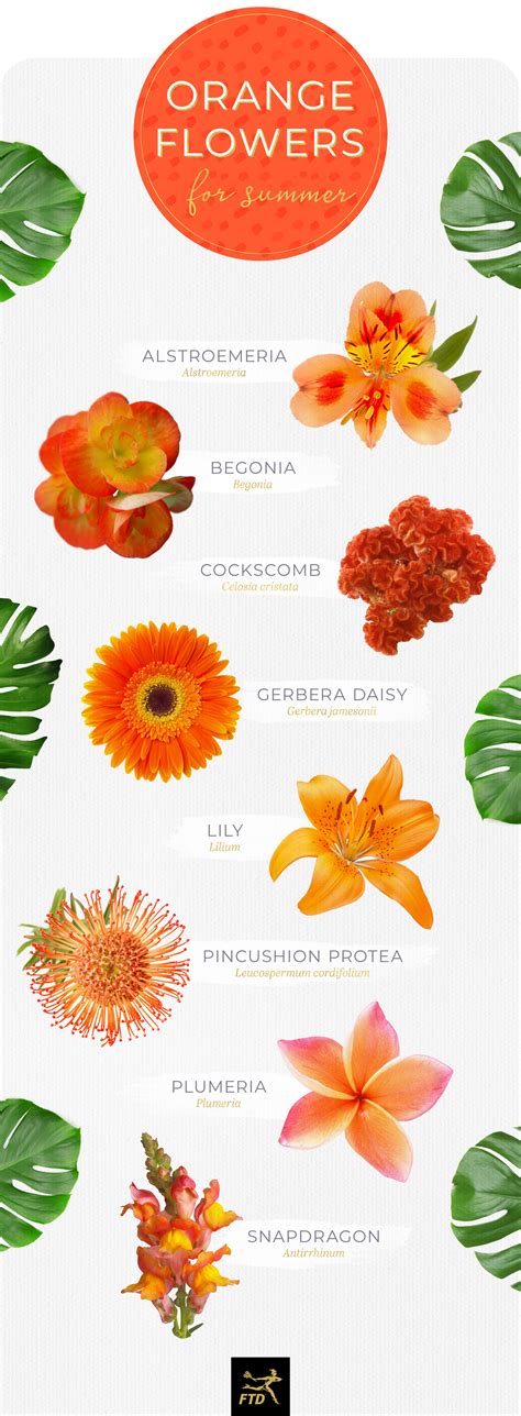 What Orange Flowers Mean at Catherine Dorsey blog