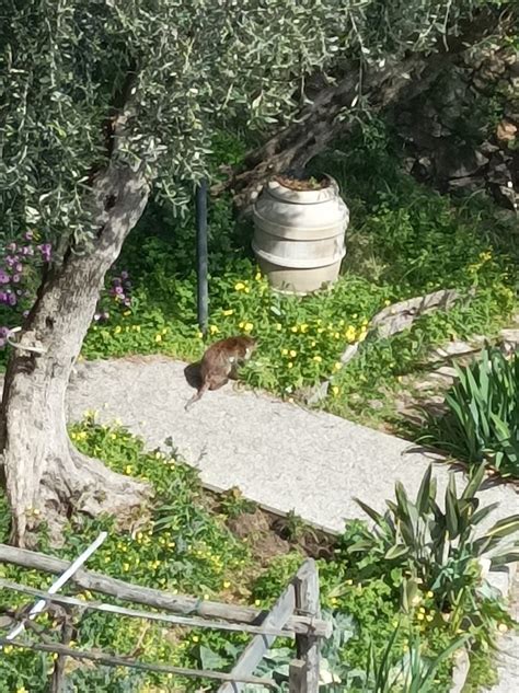 I TETTI SUL MARE AFFITTACAMERE (Tellaro) - B&B Reviews, Photos, Rate ...