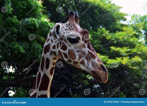 Giraffe face stock photo. Image of animal, savanna, face - 263213552