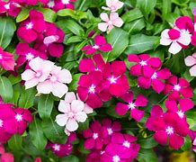 Image result for Vinca and Rabbits
