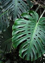 Monstera Plant, Swiss Cheese Plant, Monstera Deliciosa | Sow Exotic