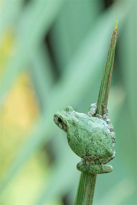 Image result for Common Gray Tree Frog