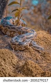 Image result for Python vs Prey