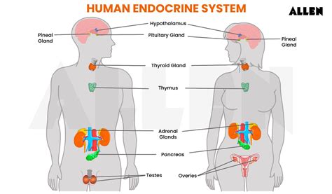 Understand Control and Coordination in Living Organisms