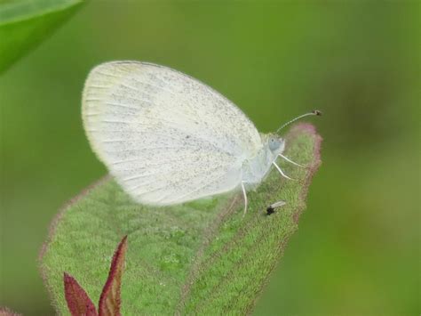 Family Pieridae (Whites and Sulphurs) | Butterflies and Moths of North America