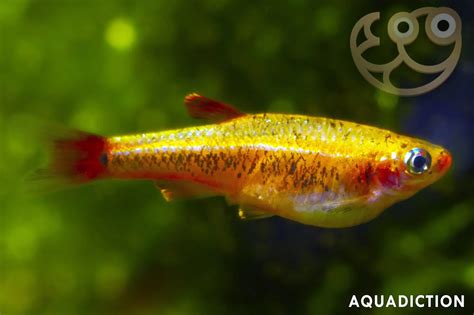 White Cloud Mountain Minnow - Golden - Tanichthys albonubes var ...