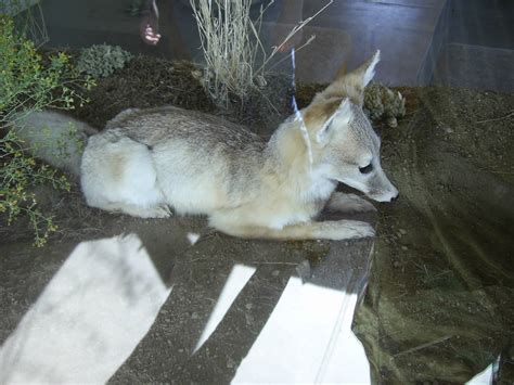 San Joaquin kit fox - Encyclopedia Westarctica
