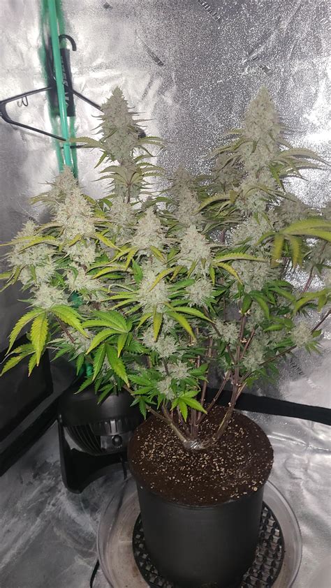 Image result for Krakey System Using Miracle Grow