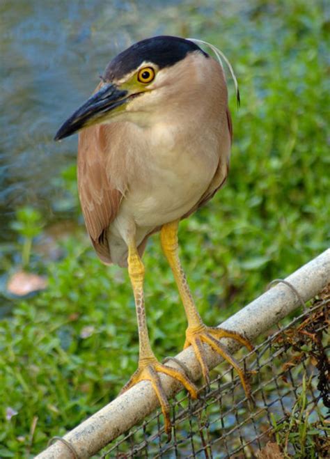 【生物多样性百科】脊椎动物·白腹鹭：被列入“地球上最稀有的50种鸟”_云南网
