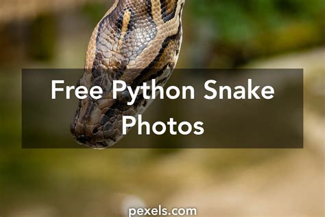 Biomorph Fractle Snaking Python Script 的图像结果