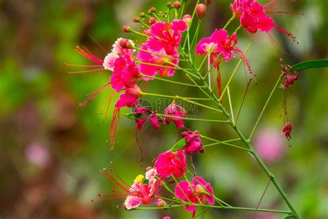 花园里盛开着五颜六色的花朵高清图片下载-正版图片506375535-摄图网