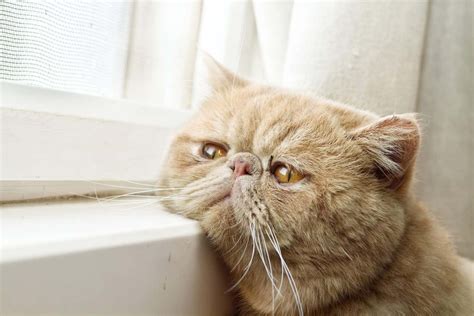 Can Cats Have Autism? 4 Best Ways To Determine Autism Revealed!
