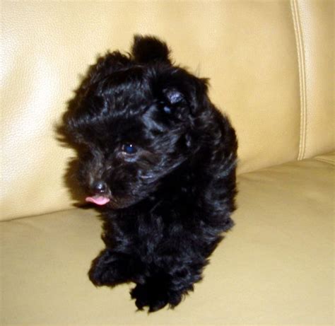 Rassehunde Bolonka Zwetna Kleinanzeigen | Rassehunde Bolonka Zwetna ...