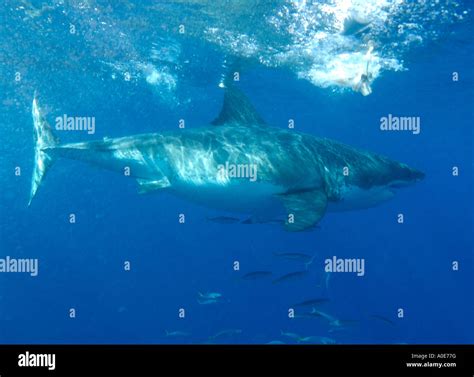 Female great white shark the male sexual organs or claspers are not ...