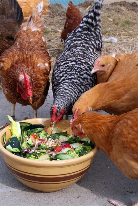 The Best Chicken Feed for Your Flock - Chicken Farmers Union