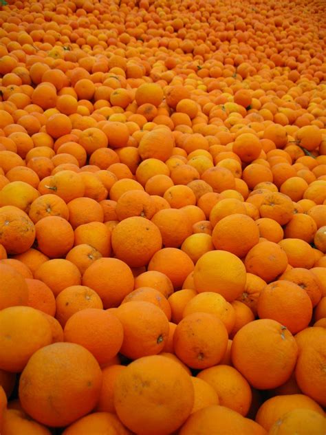 Free Images : sweet, flower, produce, fresh, colorful, sunny, spain ...