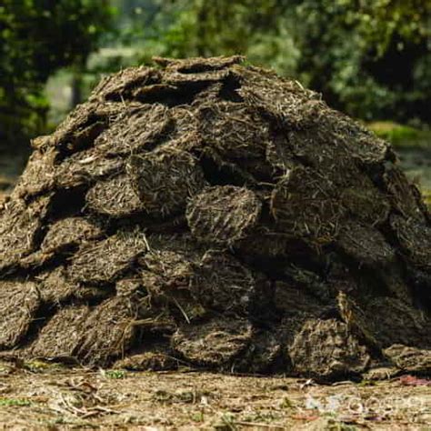 Image result for Waste Problem Farm Animals