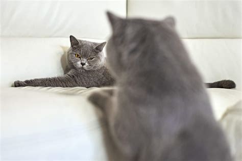 Can Cats Mate Through A Cage at Adam Goudeau blog