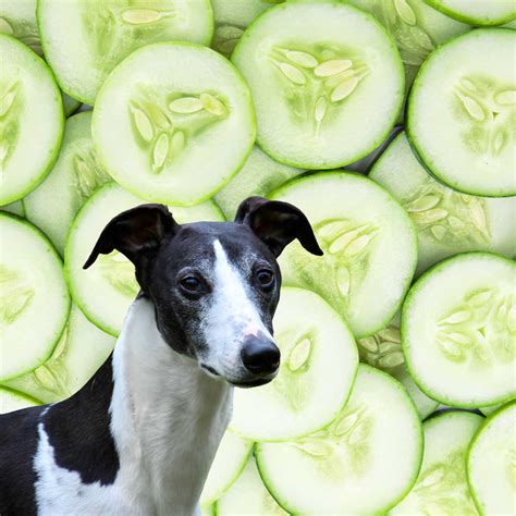 Can Dogs Eat Cucumbers? What You Need To Know