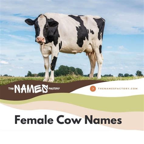 330+ Perfect Cow Names for Your Bovines