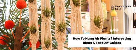 How to Mount Air Plants 的图像结果