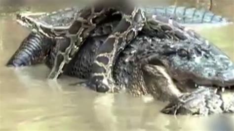 Image result for Alligator vs Python Nat Geo Wild